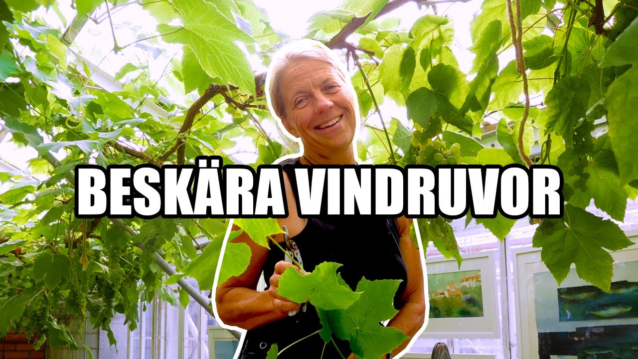 Beskära vindruvor - Kosters Trädgårdar