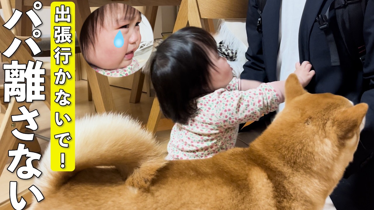 出張に行こうとしたらパパと離れたくない1歳娘と柴犬に全力で止められました…