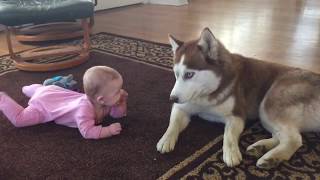 Baby Loves Her Puppy Dog Compilation by Troy Slezak 1,608 views 8 years ago 3 minutes, 6 seconds