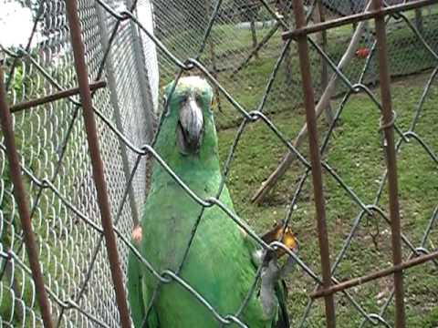 Amazon Aviary at Rescue Center