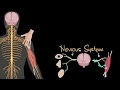 Understanding the Nervous System