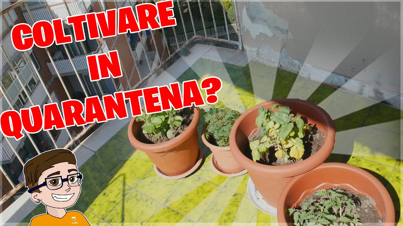 COLTIVARE ORTAGGI IN QUARANTENA CON MENO DI 20€.-E' POSSIBILE? - YouTube