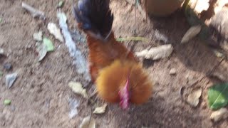 Rooster Fighting Vs Me my friendly  Rooster attack #viral #chickens