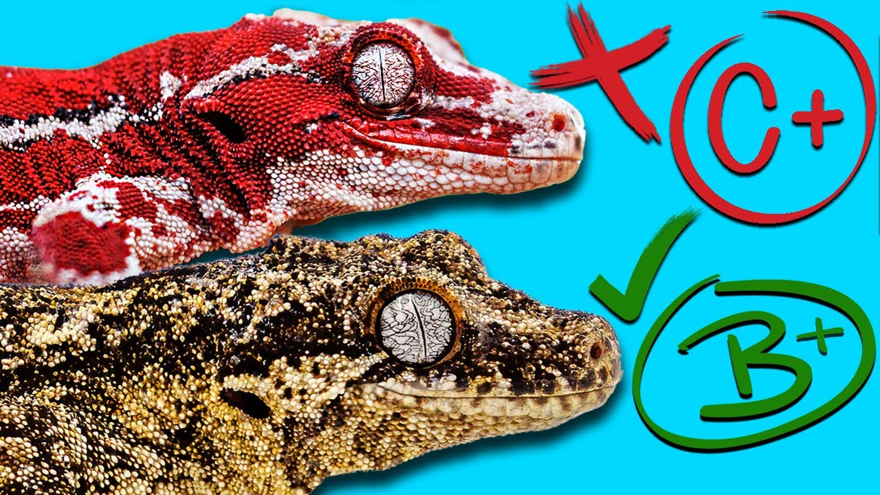 Judging My Gargoyle Geckos from 0-100.
