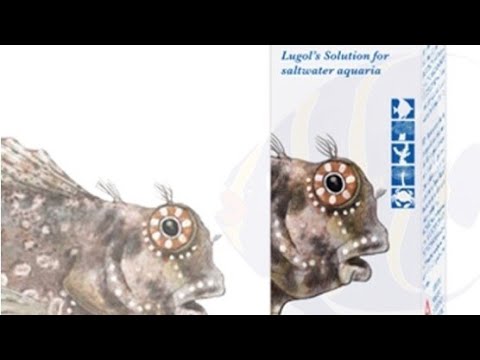Video BẬT MÍ BÍ MẬT NUÔI SINH SẢN CỦA SHOP - NGUYÊN TỐ IOD - youtube
