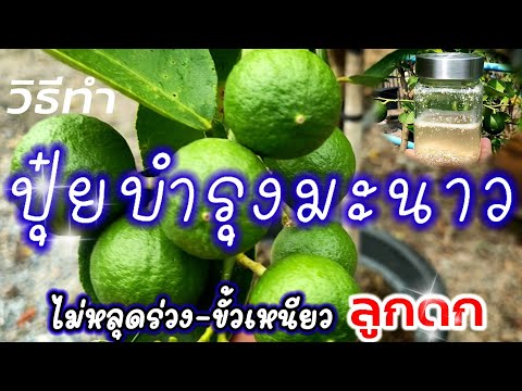 วีดีโอ: ปุ๋ยต้นมะนาว - วิธีให้อาหารต้นมะนาวที่กำลังเติบโต