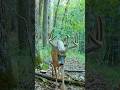 Public Land 8 Point Whitetail #trailcamera #animalshorts #deer #wildlife #bucks