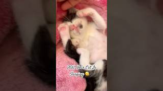 The most relaxing sound you’ll hear today. 🐱🤍💤 #relxing #sleep #asmr #cats
