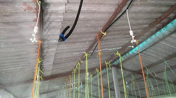 Oyster mushroom farming- Use of Foggers