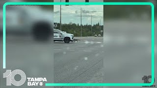 Huge alligator stops rush hour traffic in Tampa