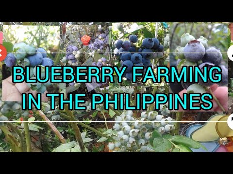 BLUEBERRY PLANTS CAN THRIVE AND FRUITS IN THE PHILIPPINES-BURST BLUEBERRY VARIETY -THE BEST VARIETY