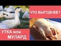 Что выгоднее, утки или муларды -  мои выводы и подсчеты