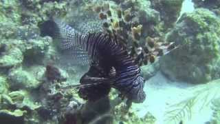 Roatan West End Dive Mandy's Eel Garden
