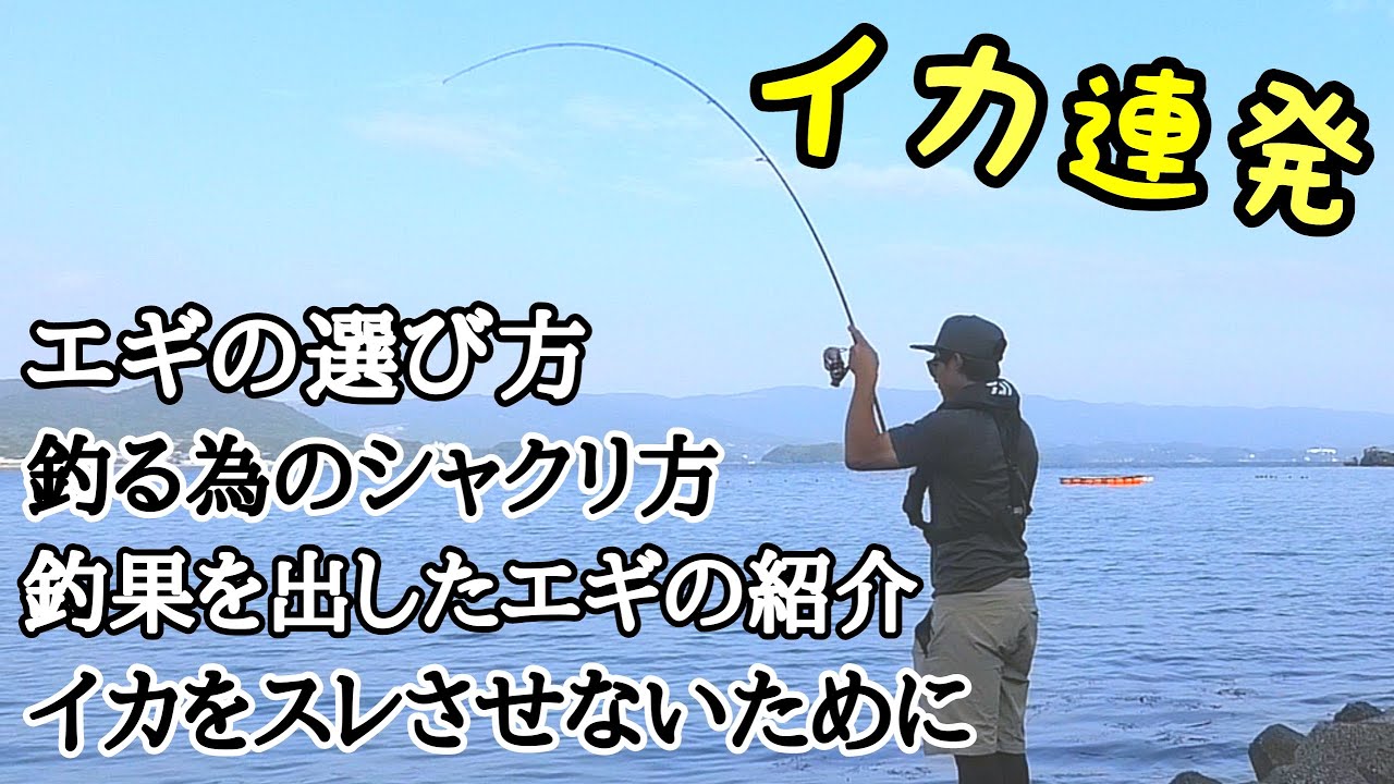 エギング 釣果を伸ばすためのアオリイカの釣り方と誘い方 秋イカが釣れたエギはこれ Youtube