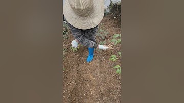 Sâm ngủ đông táp lá tranh thủ bảo trì vườn, tạo rãnh và vun đất cho sâm.