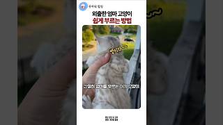 외출나간 엄마고양이 쉽게 부르는 방법 #외출냥이 #아깽이