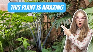 I Discovered a Plant and Vivarium Lover's Dream!