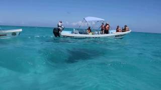 Avvistamento delfini nella biosfera di Siaan Ka'an in Messico