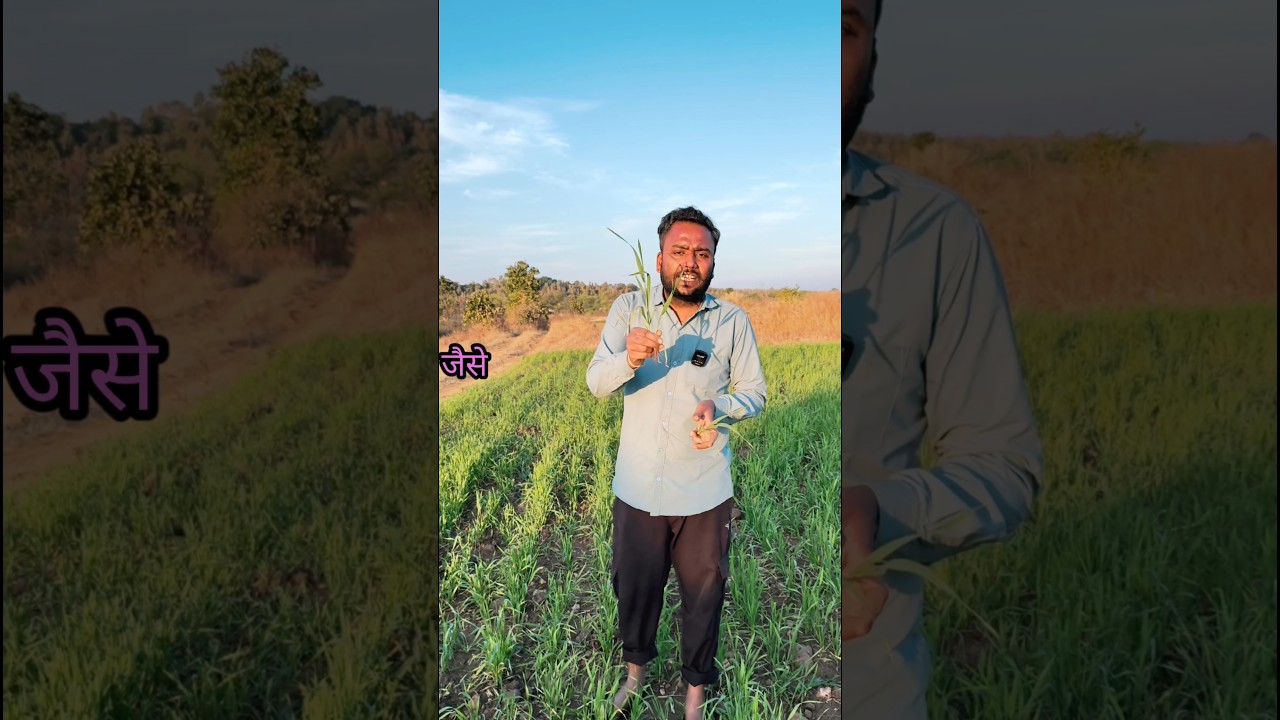 गेहूं में कल्लो की संख्या कैसे बढ़ाएं