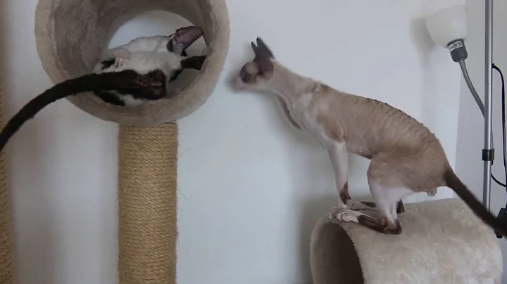 Watch the video about Cornish Rex wants to play with his new girlfriend