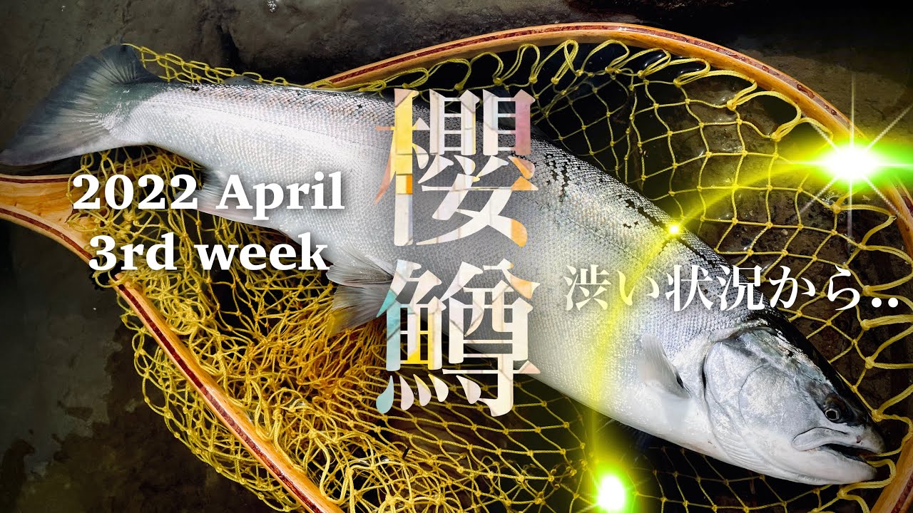 釣り好きな方！サクラマスを釣ってきて生きた状態で持ってきてくれる方！ 北海道 積丹半島沖のサクラマスを釣って食べる！釣る編 | つり人オンライン