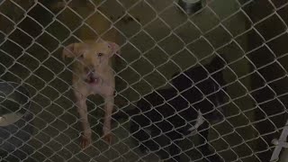 Dothan Animal Shelter needs your help