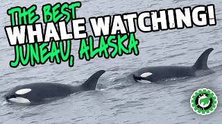 Alaska Tales! The Best Whale Watching in Juneau, Alaska! We saw Orcas, Humpbacks, Sea Lions, & more!