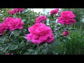 Цветение роз 2021. Лидирует шикарная штамбовая роза селекции Мейян