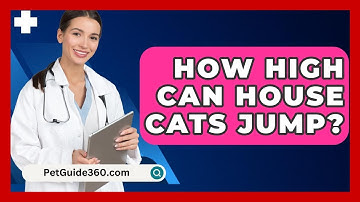 How High Can House Cats Jump? - PetGuide360.com