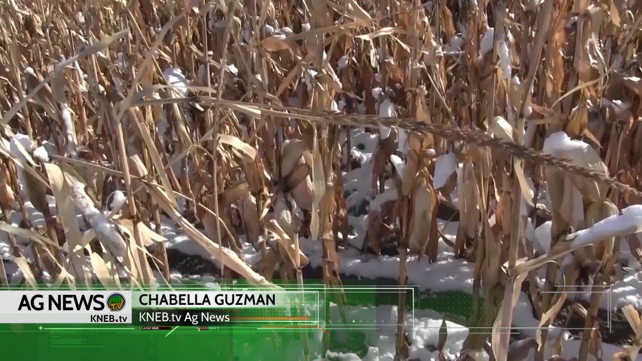 KNEB.tv Ag News: Panhandle Wheat Update - YouTube