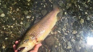 pêche de grosse truites dans la reserve d ormea MAI 2016