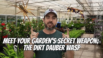 Meet Your Garden’s Secret Weapon: The Dirt Dauber Wasp