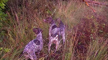 German Shorthaired Pointer on Woodcock point and flush