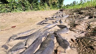 Awesome Fishing! A Lot Of Catch Catfish In Little Water At Canal By Hand!