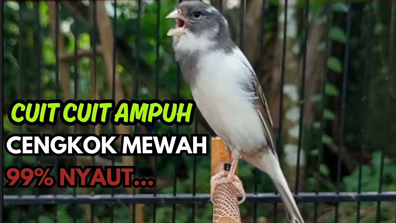 KENARI GACOR  Cuit CUIT BIRAHI SUARA Kenari MASTERAN TERBAIK UNTUK PANCINGAN & MASTERAN Kenari PAUD