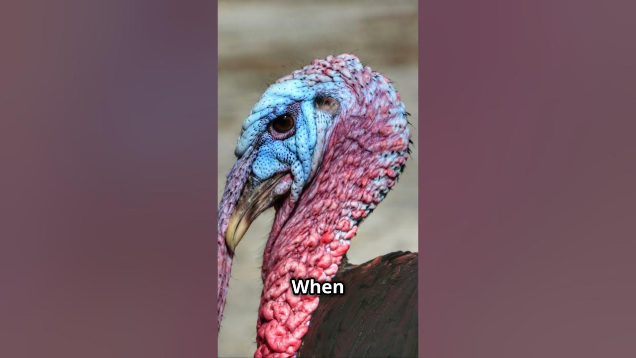 Wiki thanksgiving