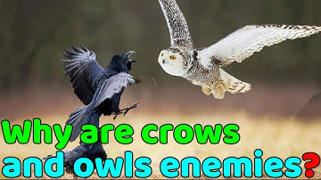 Crows and owls are old enemies! Why are crows and owls enemies?