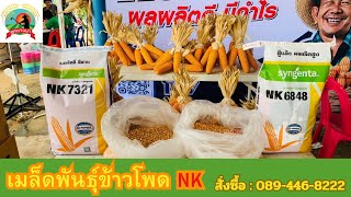 งานข้าวโพด NK #NK6848 #NK7321 #ข้าวโพด
