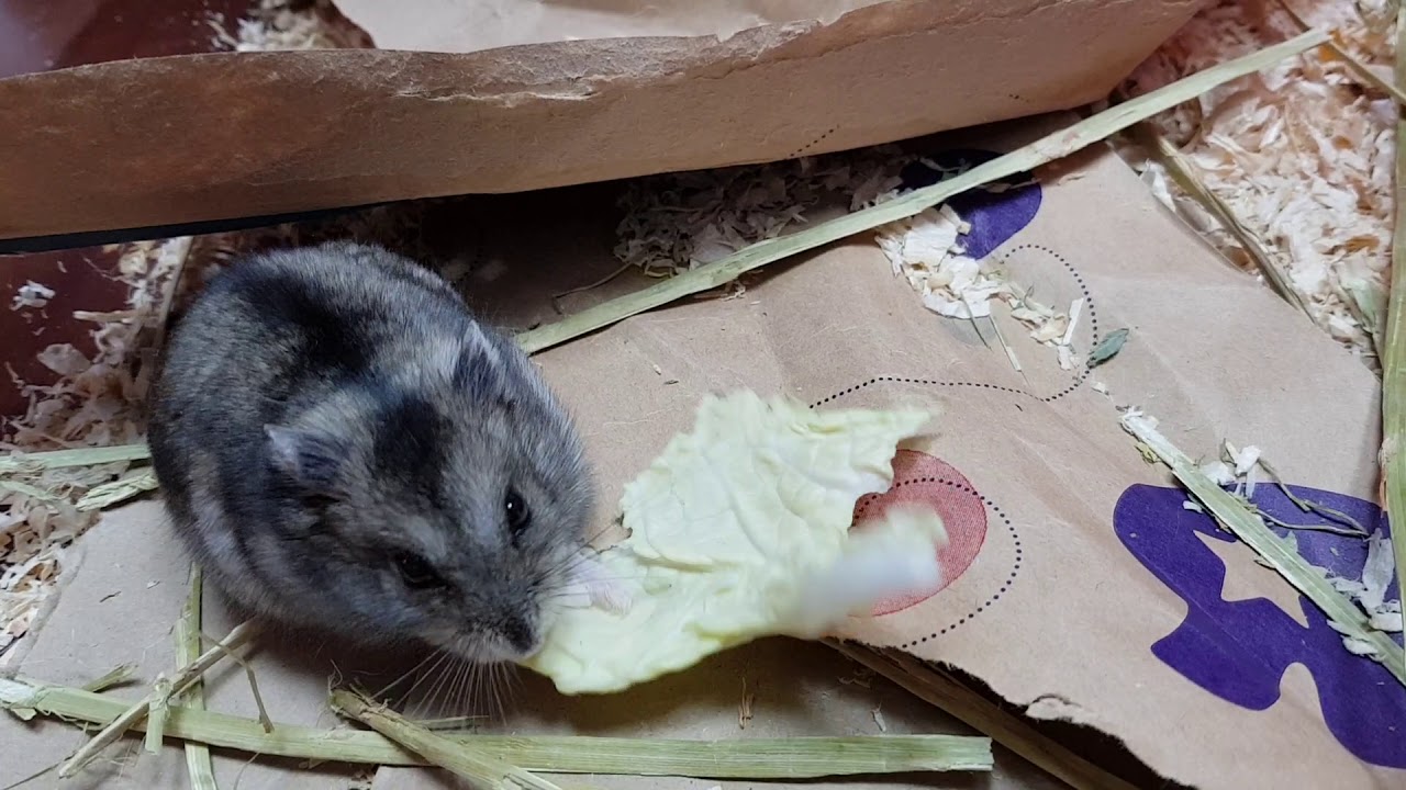 Hamster eating lettuce YouTube