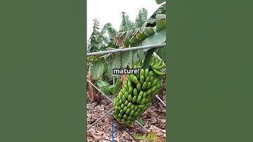 Banana Farming : Patience Pays Off #Banana #BananaCultivation #BananaHarvest #PlantCare #Crop