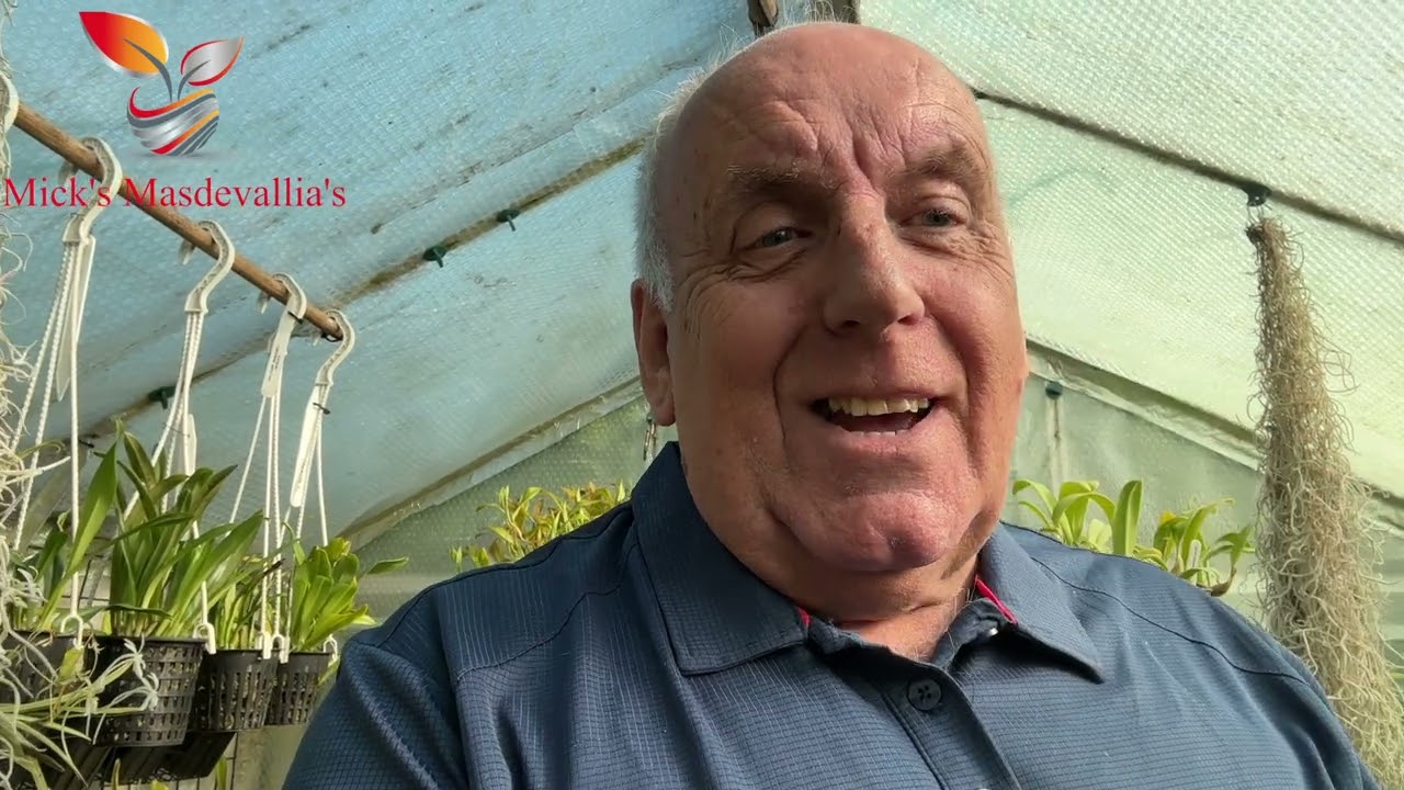 Masdevallia Orchids struggling with the summer heat