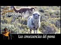 Saul Huenchul - Las consecuencias del puma