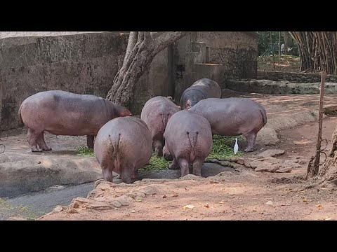 The Back beauty’s | HIPPO