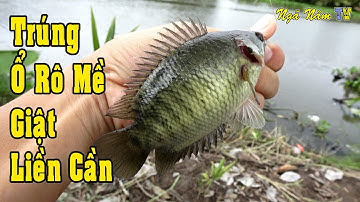 Câu Cá Trúng Ổ Toàn Cá Rô Mề, Cá Trê Khủng Giật Rung Cả Tay, Cá Rô Kho Mắm Ruốc/Fishing/NGÃ NĂM TV