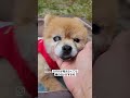 全盲のポメラニアン春を感じて欲しくてお花見 #癒し #保護犬