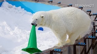 三角コーンをくわえて歩くララ~Polar Bear walk while having toy in her mouth