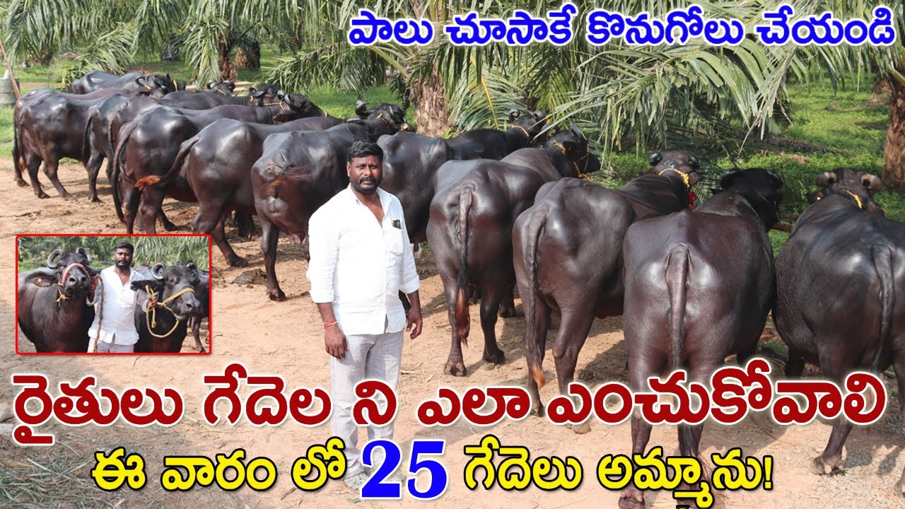 ఆంధ్ర లో ఈ వర్షాకాలం తగ్గిన గేదెల ధరలు? 9948027165 | గేదెలు అమ్మాను | Murrah buffaloes for sale
