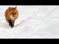 Red Fox Hunting Adaptations