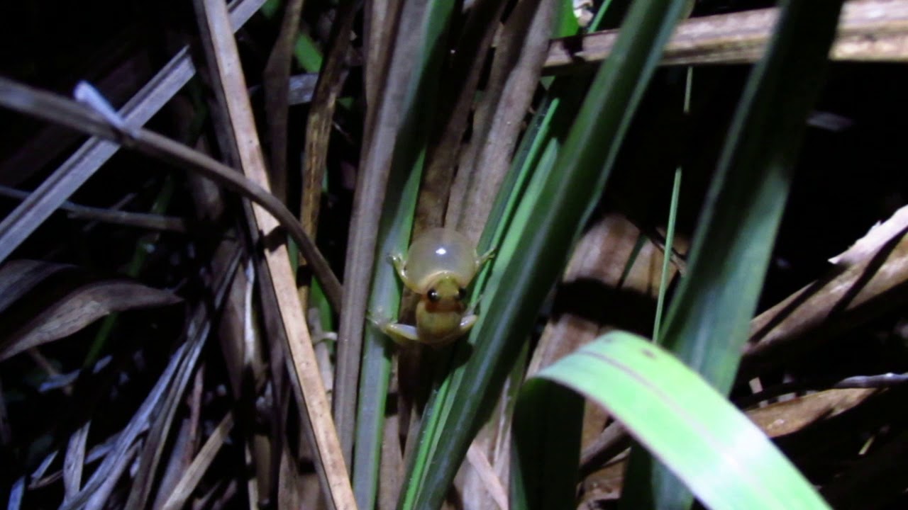 Scinax fuscomarginatus (Lutz, 1925)