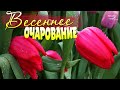 ВЕСЕННЕЕ ОЧАРОВАНИЕ и Красивая Музыка ЦВЕТОВ